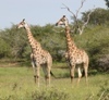 Giraffes at the Kruger National Park